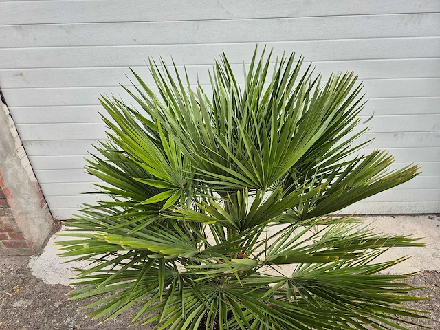 Europese dwergpalm - chamaerops humilis - hoogte ca. 130 cm - afbeelding 2 van  3