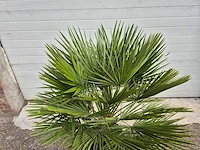 Europese dwergpalm - chamaerops humilis - hoogte ca. 130 cm - afbeelding 2 van  3