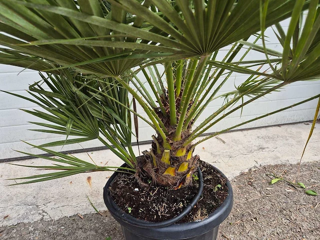 Europese dwergpalm - chamaerops humilis - hoogte ca. 130 cm - afbeelding 3 van  3