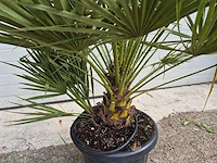 Europese dwergpalm - chamaerops humilis - hoogte ca. 130 cm - afbeelding 3 van  3