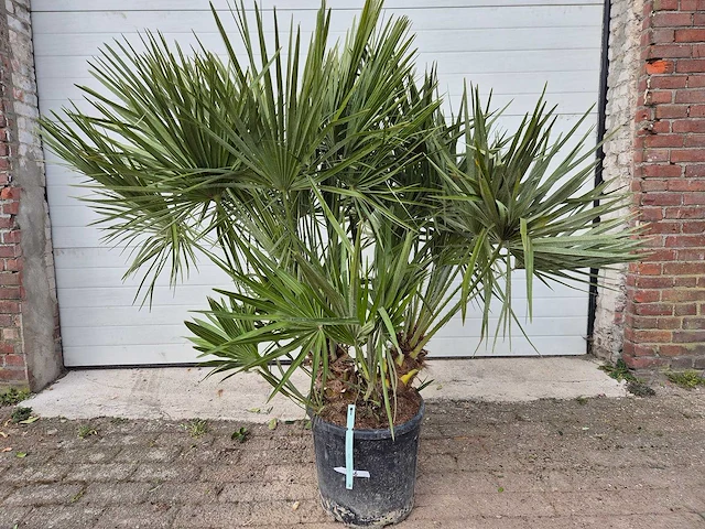 Europese dwergpalm - chamaerops humilis - hoogte ca. 150 cm - afbeelding 1 van  3