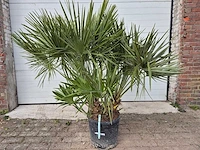 Europese dwergpalm - chamaerops humilis - hoogte ca. 150 cm - afbeelding 1 van  3