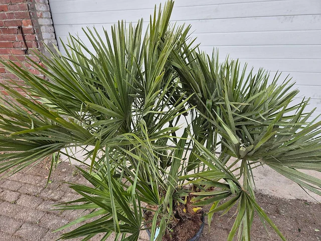 Europese dwergpalm - chamaerops humilis - hoogte ca. 150 cm - afbeelding 2 van  3
