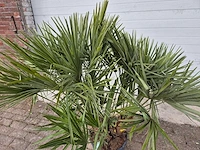 Europese dwergpalm - chamaerops humilis - hoogte ca. 150 cm - afbeelding 2 van  3