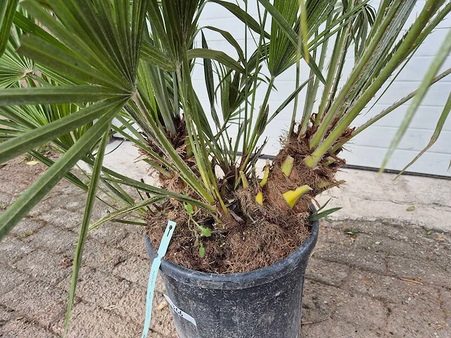 Europese dwergpalm - chamaerops humilis - hoogte ca. 150 cm - afbeelding 3 van  3