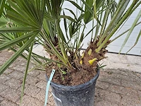 Europese dwergpalm - chamaerops humilis - hoogte ca. 150 cm - afbeelding 3 van  3