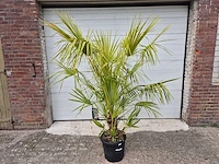 Europese dwergpalm - chamaerops humilis - hoogte ca. 160 cm - afbeelding 1 van  3