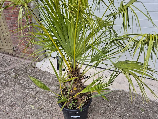 Europese dwergpalm - chamaerops humilis - hoogte ca. 160 cm - afbeelding 2 van  3