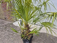 Europese dwergpalm - chamaerops humilis - hoogte ca. 160 cm - afbeelding 2 van  3