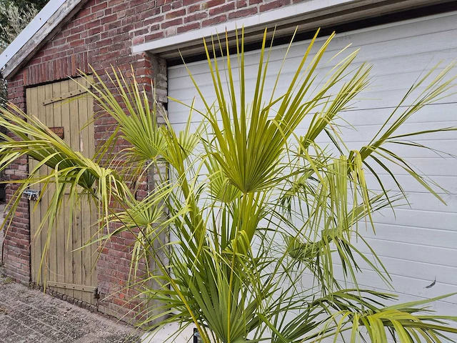 Europese dwergpalm - chamaerops humilis - hoogte ca. 160 cm - afbeelding 3 van  3