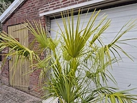 Europese dwergpalm - chamaerops humilis - hoogte ca. 160 cm - afbeelding 3 van  3