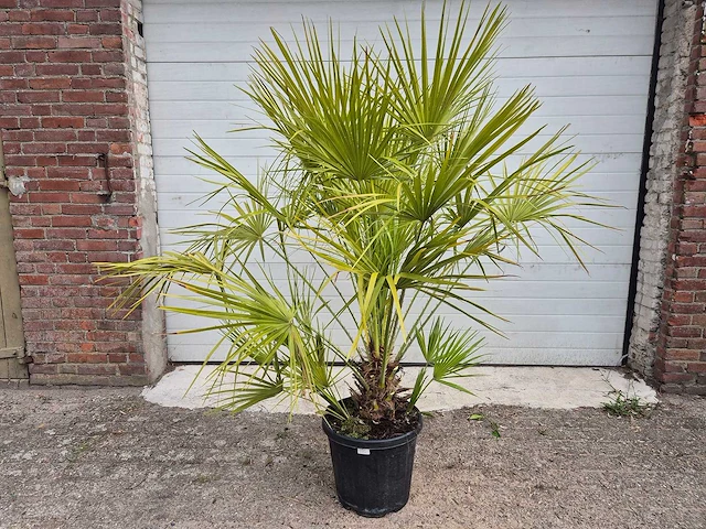 Europese dwergpalm - chamaerops humilis - hoogte ca. 170 cm - afbeelding 1 van  3