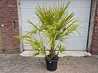 Europese dwergpalm - chamaerops humilis - hoogte ca. 170 cm - afbeelding 1 van  3
