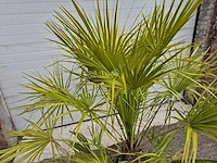 Europese dwergpalm - chamaerops humilis - hoogte ca. 170 cm - afbeelding 2 van  3