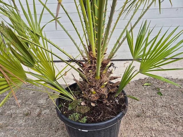 Europese dwergpalm - chamaerops humilis - hoogte ca. 170 cm - afbeelding 3 van  3
