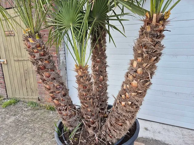 Europese dwergpalm xl - chamaerops humilis - hoogte ca. 250 cm - afbeelding 3 van  5