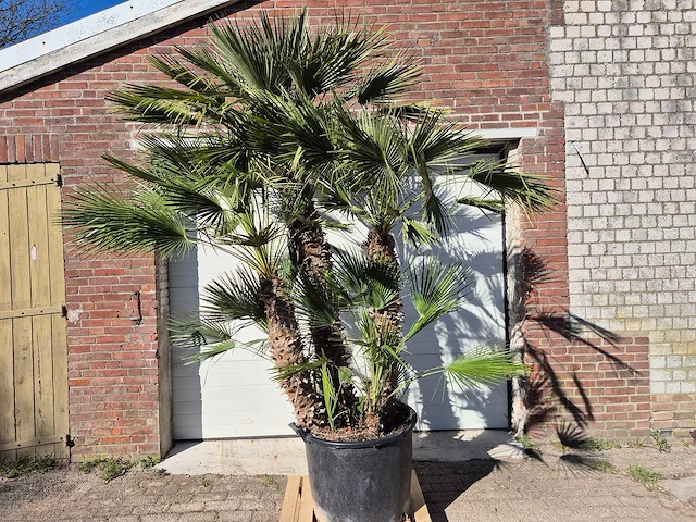 Europese dwergpalm xl - chamaerops humilis - hoogte ca. 250 cm - afbeelding 1 van  6