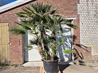 Europese dwergpalm xl - chamaerops humilis - hoogte ca. 250 cm - afbeelding 1 van  6
