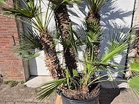 Europese dwergpalm xl - chamaerops humilis - hoogte ca. 250 cm - afbeelding 2 van  6