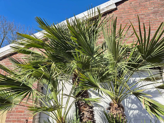 Europese dwergpalm xl - chamaerops humilis - hoogte ca. 250 cm - afbeelding 3 van  6
