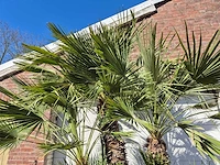 Europese dwergpalm xl - chamaerops humilis - hoogte ca. 250 cm - afbeelding 3 van  6
