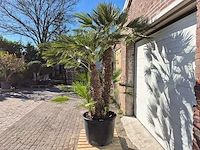 Europese dwergpalm xl - chamaerops humilis - hoogte ca. 250 cm - afbeelding 4 van  6