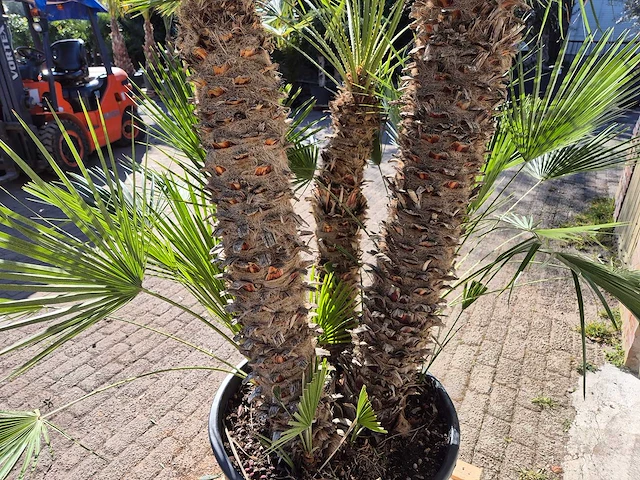 Europese dwergpalm xl - chamaerops humilis - hoogte ca. 250 cm - afbeelding 5 van  6