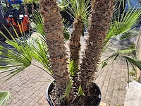 Europese dwergpalm xl - chamaerops humilis - hoogte ca. 250 cm - afbeelding 5 van  6