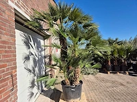 Europese dwergpalm xl - chamaerops humilis - hoogte ca. 250 cm - afbeelding 6 van  6