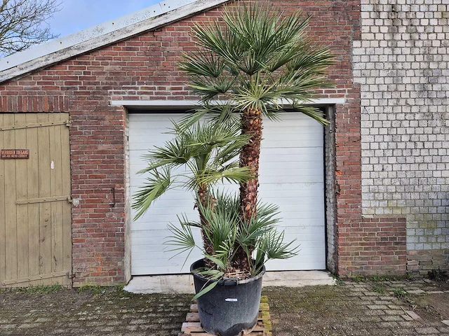 Europese dwergpalm xl - chamaerops humilis - hoogte ca. 270 cm - afbeelding 1 van  5