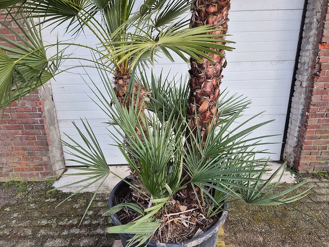Europese dwergpalm xl - chamaerops humilis - hoogte ca. 270 cm - afbeelding 2 van  5