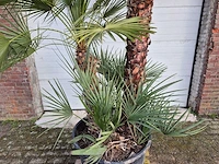 Europese dwergpalm xl - chamaerops humilis - hoogte ca. 270 cm - afbeelding 2 van  5