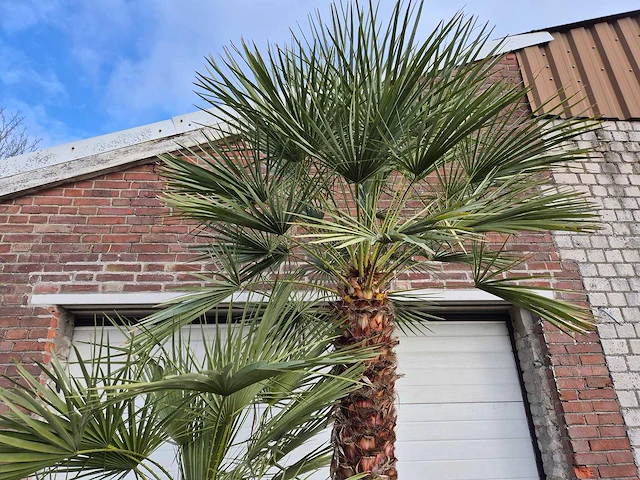Europese dwergpalm xl - chamaerops humilis - hoogte ca. 270 cm - afbeelding 3 van  5