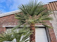 Europese dwergpalm xl - chamaerops humilis - hoogte ca. 270 cm - afbeelding 3 van  5