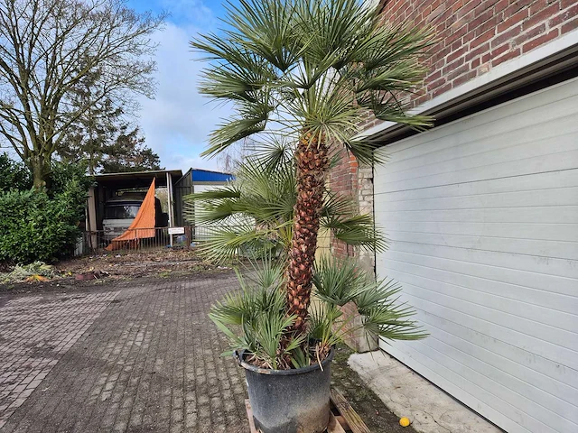 Europese dwergpalm xl - chamaerops humilis - hoogte ca. 270 cm - afbeelding 4 van  5
