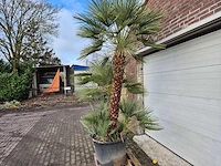 Europese dwergpalm xl - chamaerops humilis - hoogte ca. 270 cm - afbeelding 4 van  5