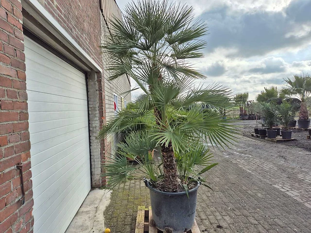 Europese dwergpalm xl - chamaerops humilis - hoogte ca. 270 cm - afbeelding 5 van  5