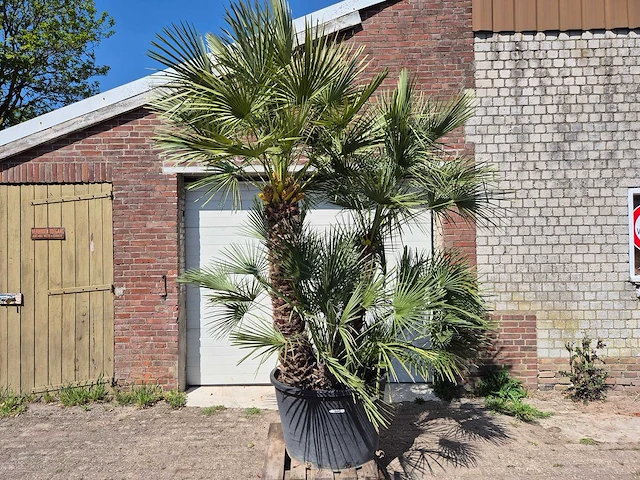 Europese dwergpalm xl - chamaerops humilis - hoogte ca. 270 cm - afbeelding 1 van  7