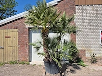 Europese dwergpalm xl - chamaerops humilis - hoogte ca. 270 cm - afbeelding 1 van  7