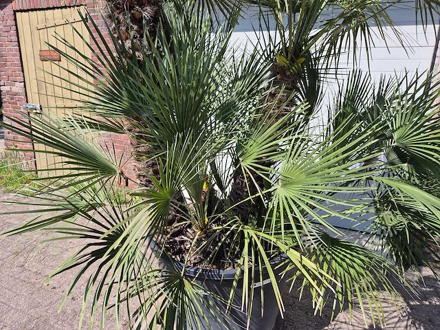 Europese dwergpalm xl - chamaerops humilis - hoogte ca. 270 cm - afbeelding 2 van  7