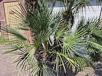 Europese dwergpalm xl - chamaerops humilis - hoogte ca. 270 cm - afbeelding 2 van  7