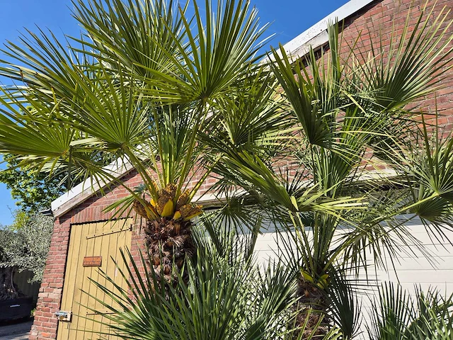 Europese dwergpalm xl - chamaerops humilis - hoogte ca. 270 cm - afbeelding 3 van  7