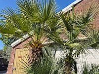 Europese dwergpalm xl - chamaerops humilis - hoogte ca. 270 cm - afbeelding 3 van  7