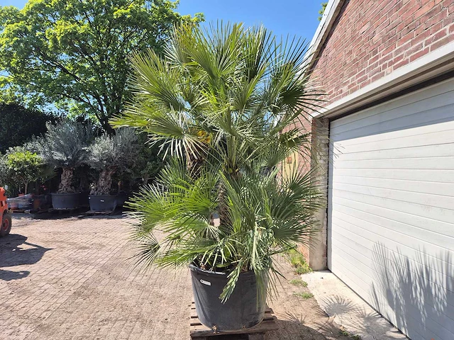 Europese dwergpalm xl - chamaerops humilis - hoogte ca. 270 cm - afbeelding 4 van  7