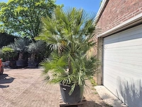 Europese dwergpalm xl - chamaerops humilis - hoogte ca. 270 cm - afbeelding 4 van  7