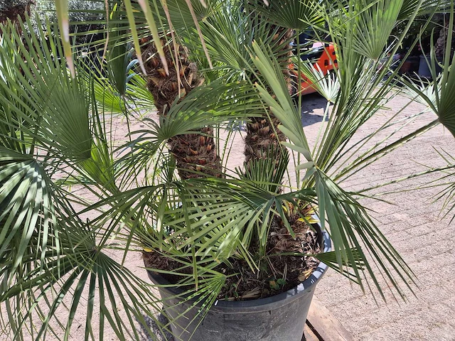 Europese dwergpalm xl - chamaerops humilis - hoogte ca. 270 cm - afbeelding 5 van  7