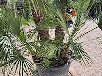 Europese dwergpalm xl - chamaerops humilis - hoogte ca. 270 cm - afbeelding 5 van  7