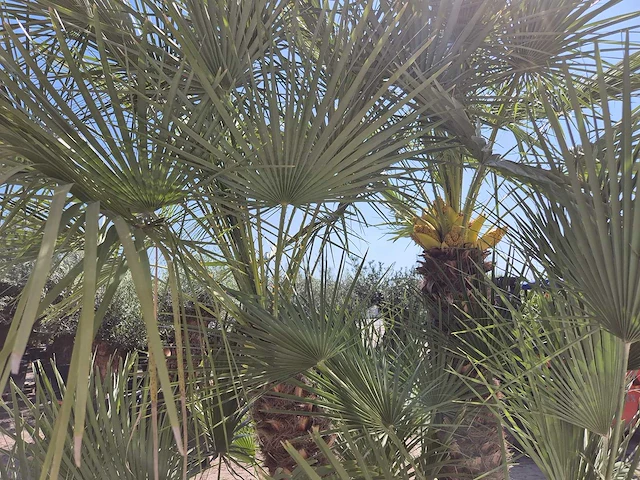 Europese dwergpalm xl - chamaerops humilis - hoogte ca. 270 cm - afbeelding 6 van  7