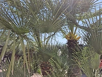 Europese dwergpalm xl - chamaerops humilis - hoogte ca. 270 cm - afbeelding 6 van  7
