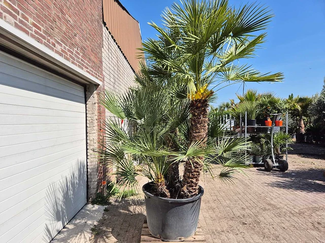 Europese dwergpalm xl - chamaerops humilis - hoogte ca. 270 cm - afbeelding 7 van  7
